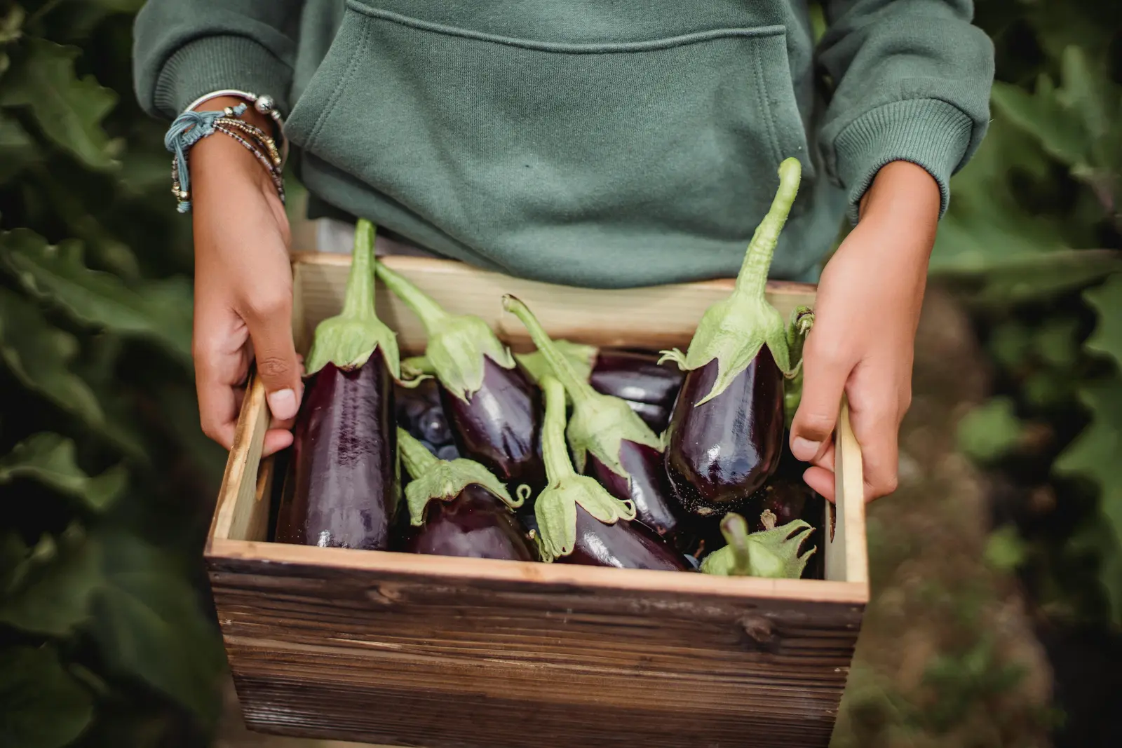 Freshly harvested eggplant