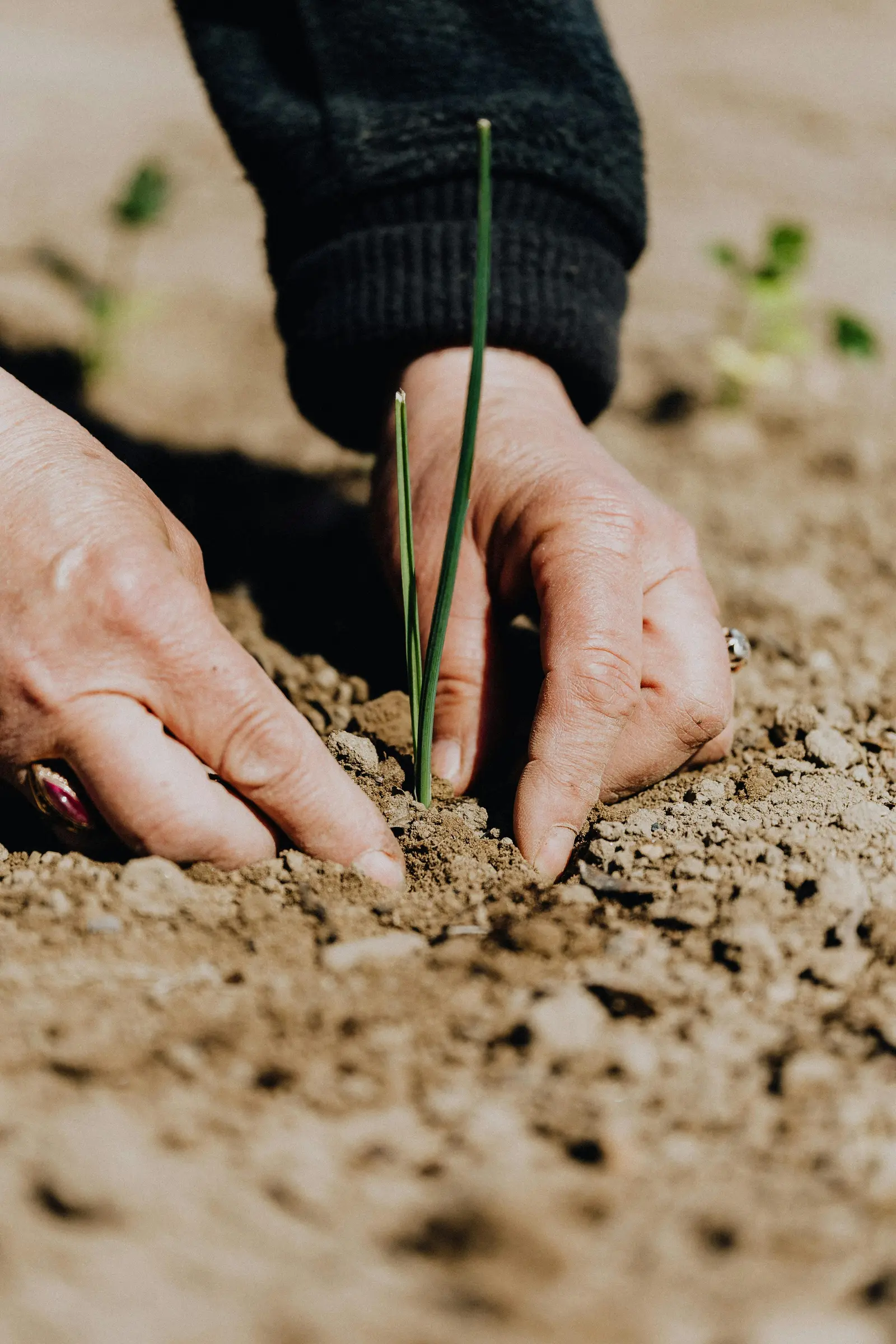 Farmer hands in soil
